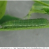 colias hyale larva3 volg2